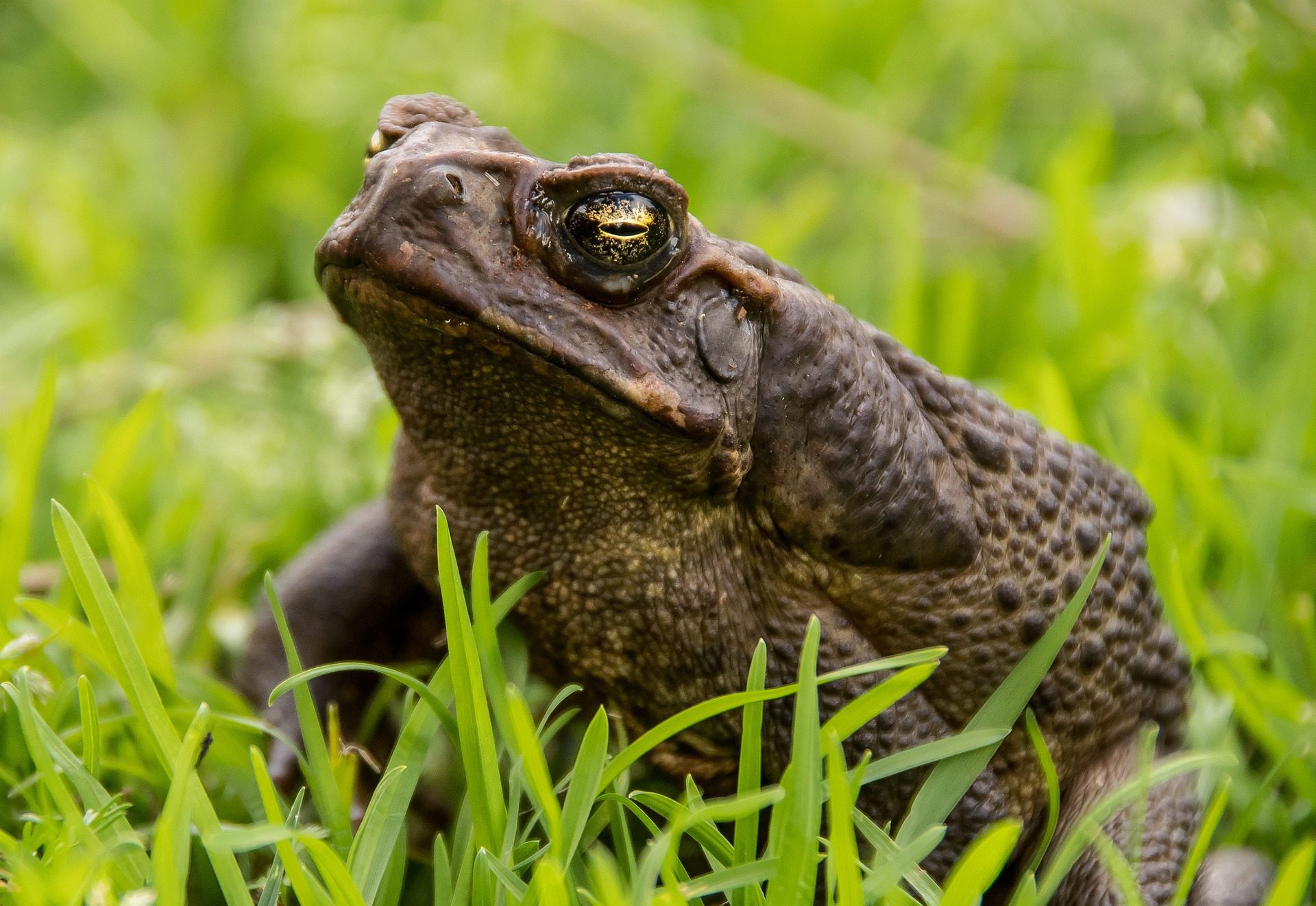 cane-toad-g37c01519e_1920