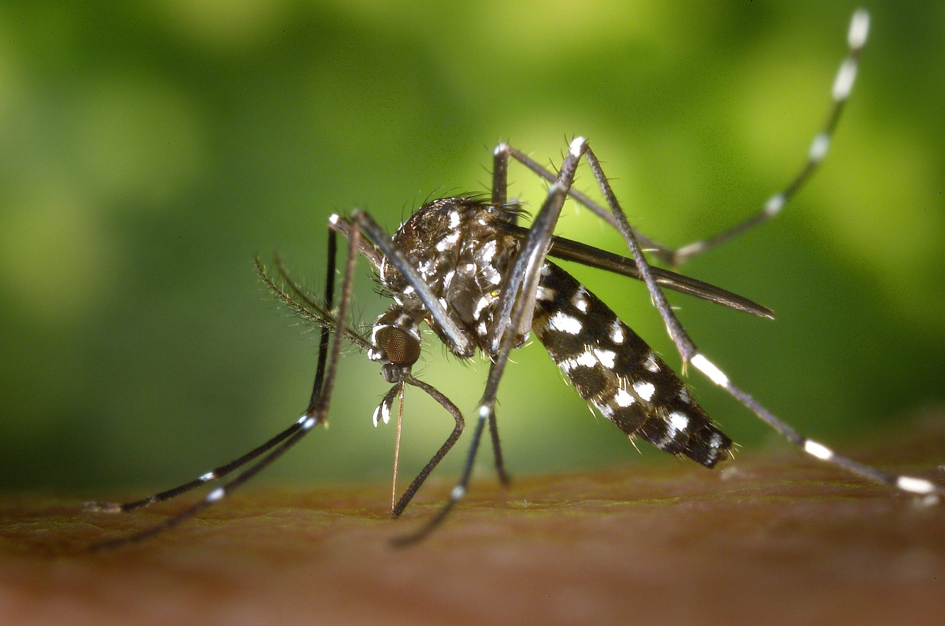 mosquito-gf3731c2f1_1920