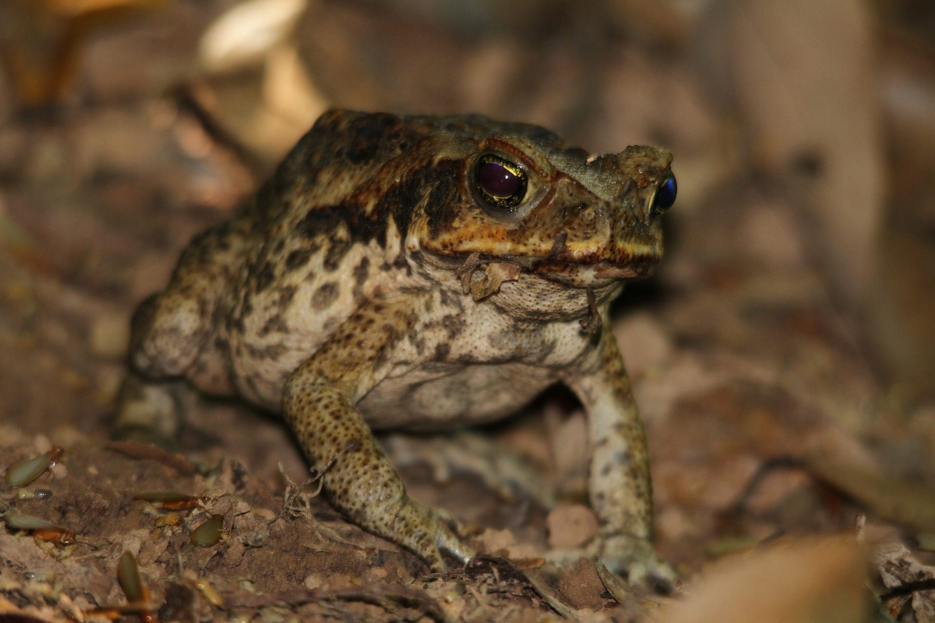 toad-g58b909ef7_1920