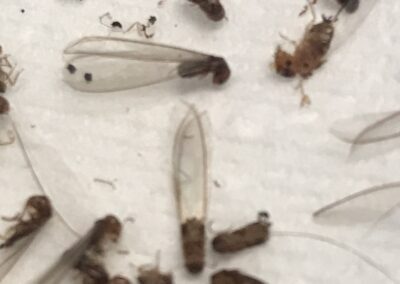 termite control services
